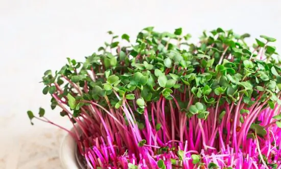 How to Grow Microgreens and Sprout Seeds Indoors for Fresh Nutrition Year-Round