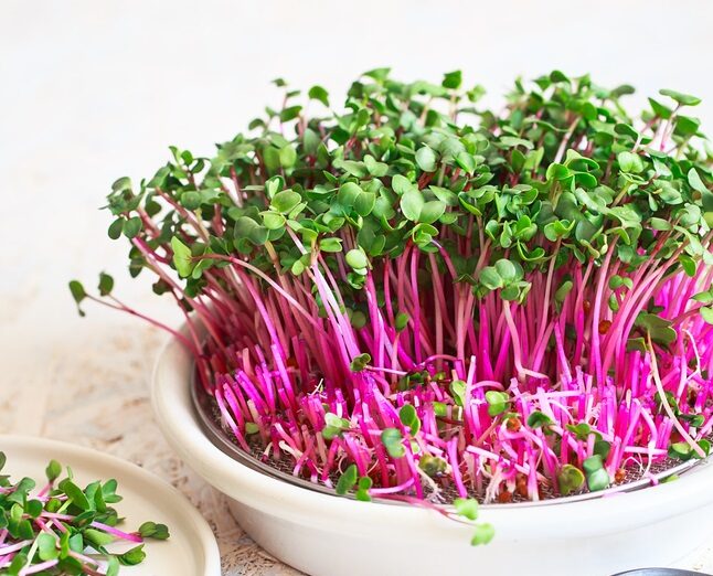 Lifestyle: How to Grow Microgreens and Sprout Seeds Indoors for Fresh Nutrition Year-Round