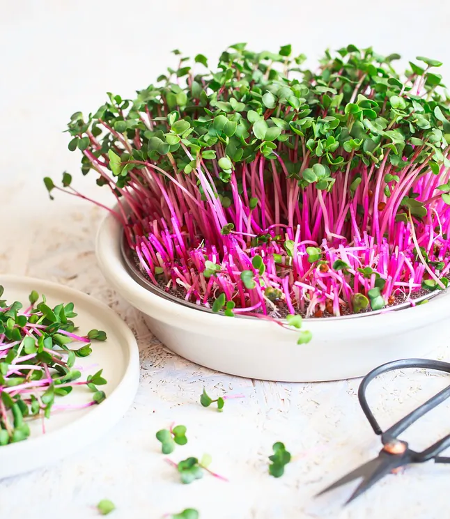 All you need to grow microgreens is a shallow container, growing medium, and a cover for the early stages. (Nataliia Zhekova/Shutterstock)