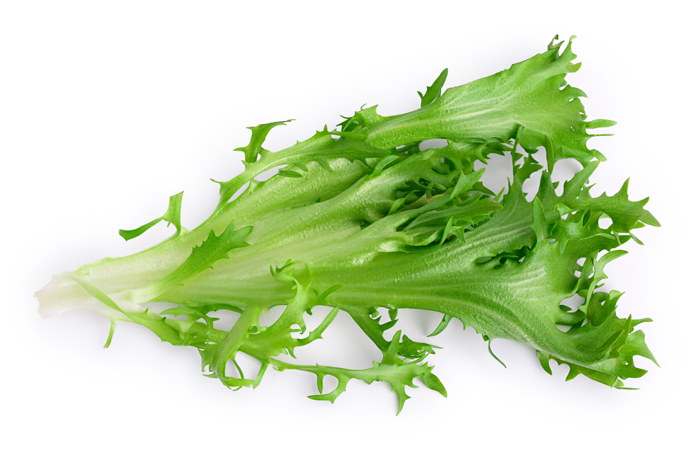 Fresh,Green,Leaves,Of,Endive,Frisee,Chicory,Salad,Isolated,On