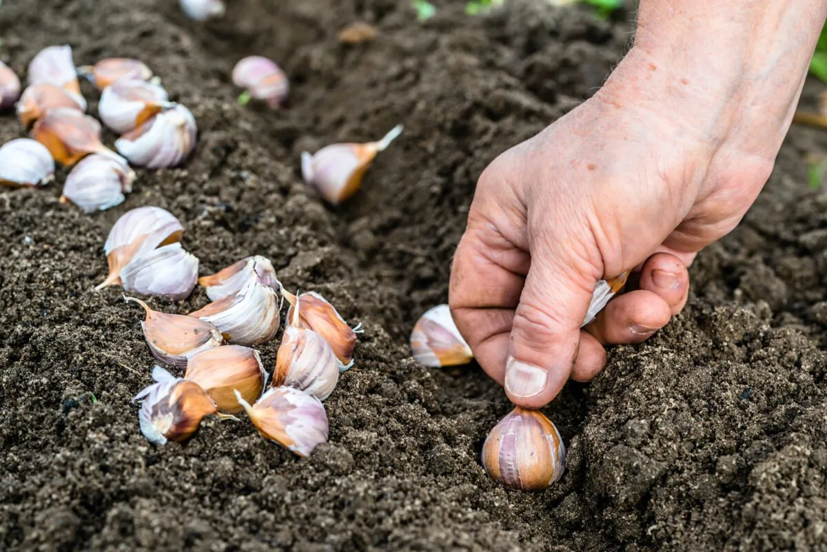 (alicja neumiler/Shutterstock)