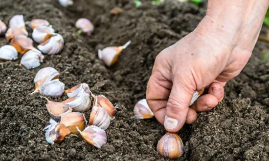 Grass, Garlic, and Amaryllis