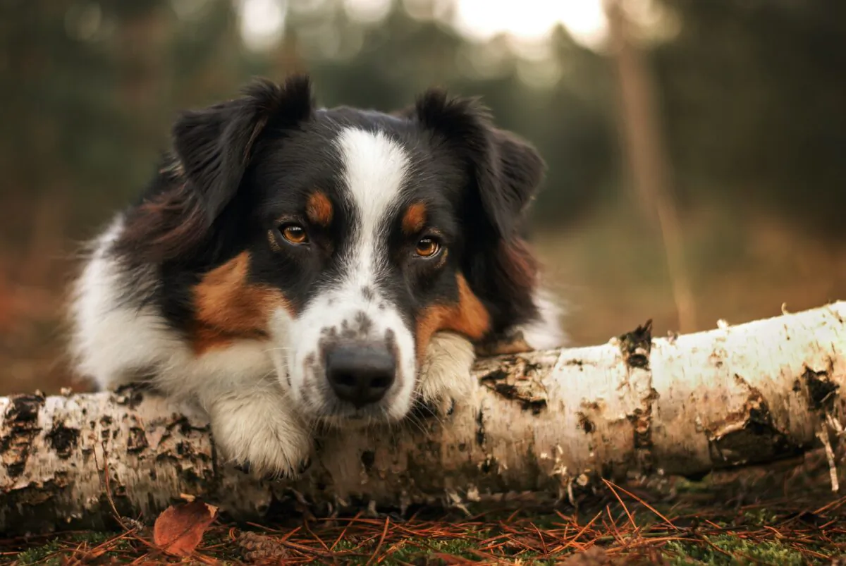 (Medenka Nera/Shutterstock)