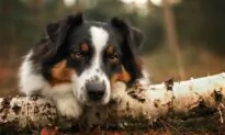 Mammary Tumors Common in Unsterilized Female Dogs