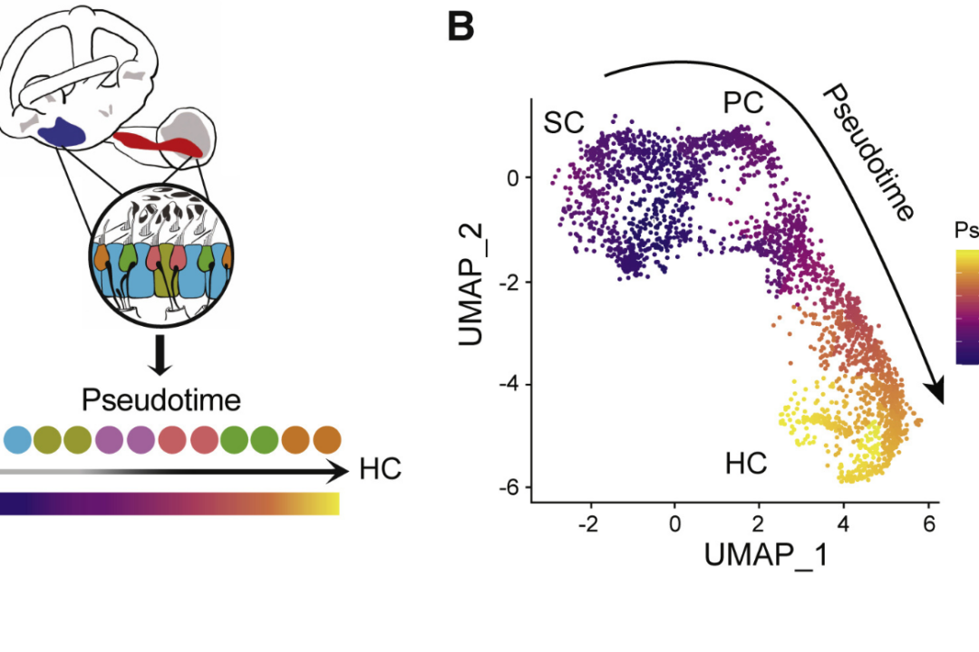 Cell lineages in the inner ear: Schematic illustrating pseudotime cell ordering in the adult zebrafish inner ear. Inner ear HC lineage populations are colored according to their cluster membership and shown in pseudotime order. (A regulatory network of Sox and Six transcription factors initiate a cell fate transformation during hearing regeneration in adult zebrafish)