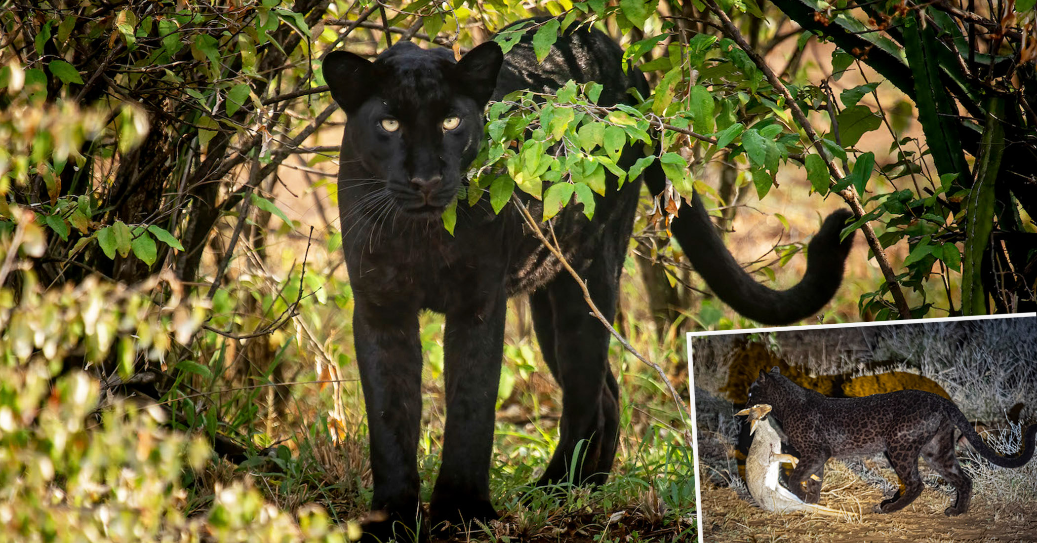 Photographer Captures Incredible Pictures of a Rare Panther Catching ...