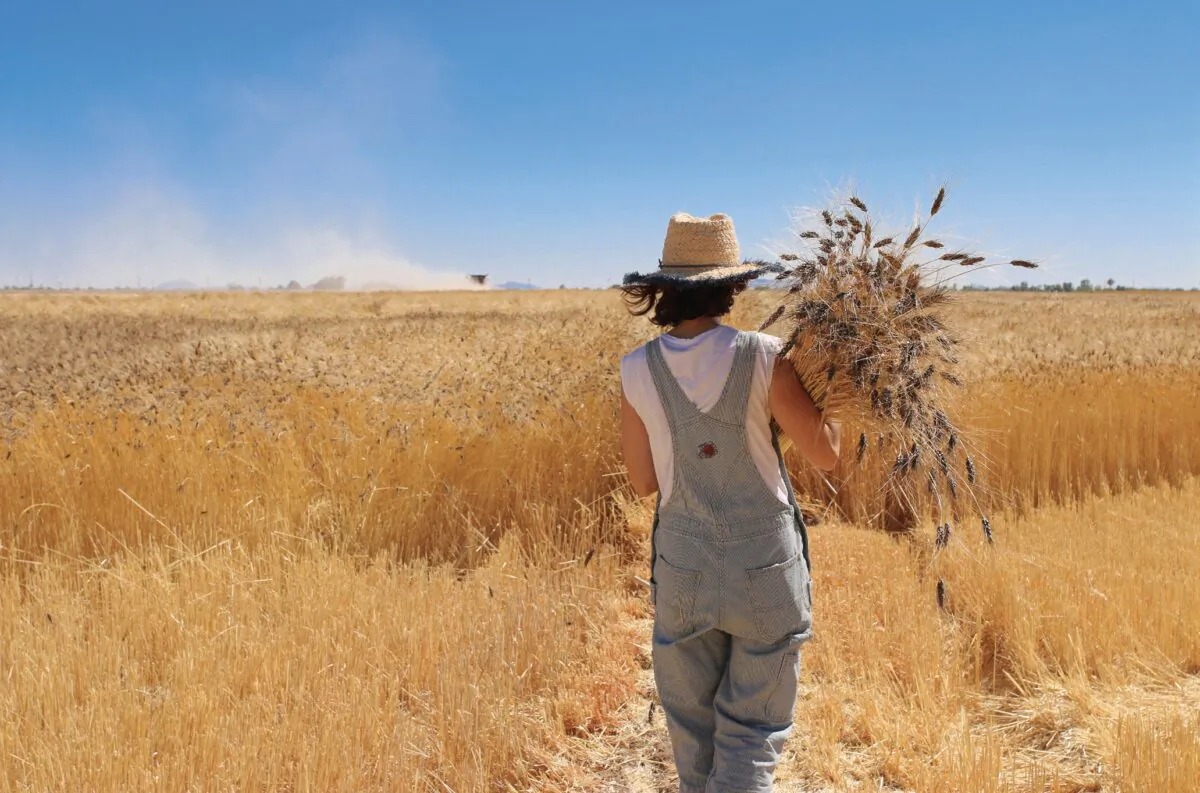A field of
wheat ripens under
the Arizona sun. (Courtesy of Hayden Flour Mills)