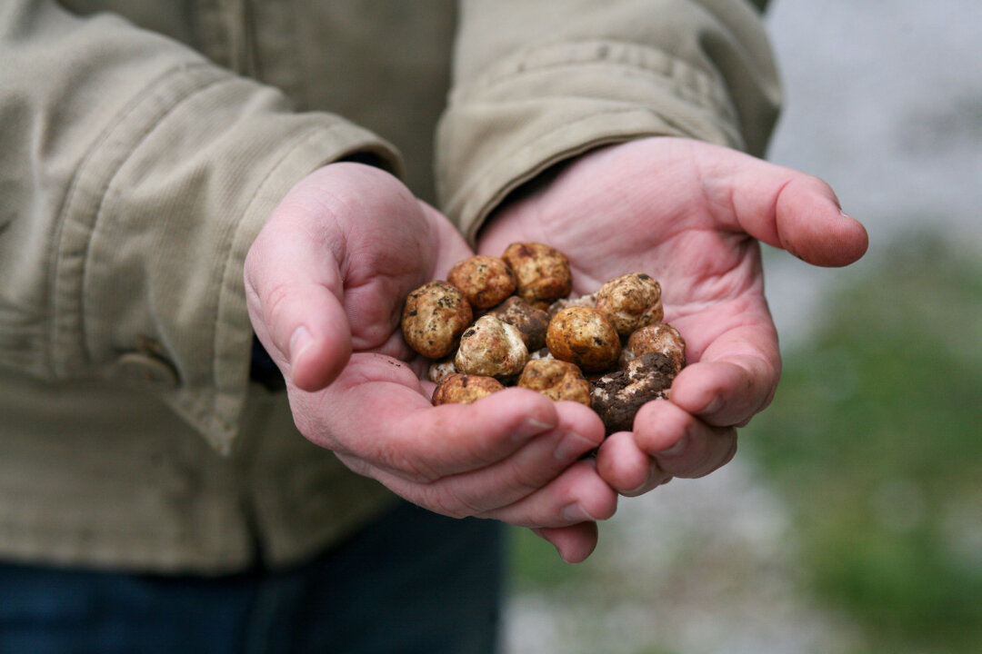 A handful
of Oregon white
truffles. (Courtesy of Stefan Czarnecki)
