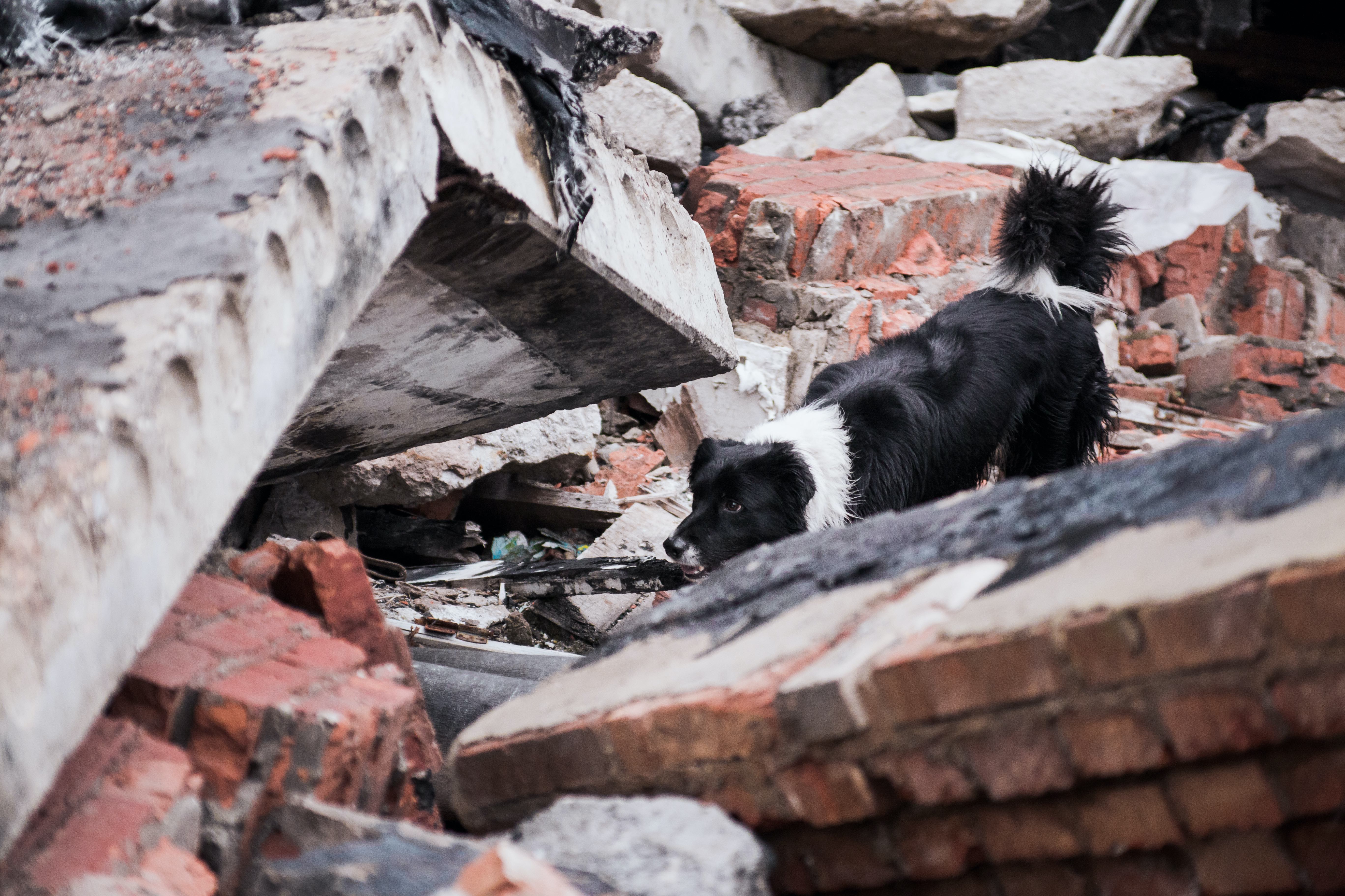 A border collie searching for people at a collapsed building
