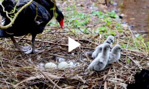 Newly Hatched Black Swan Cygnets Exploring the World for the First Time