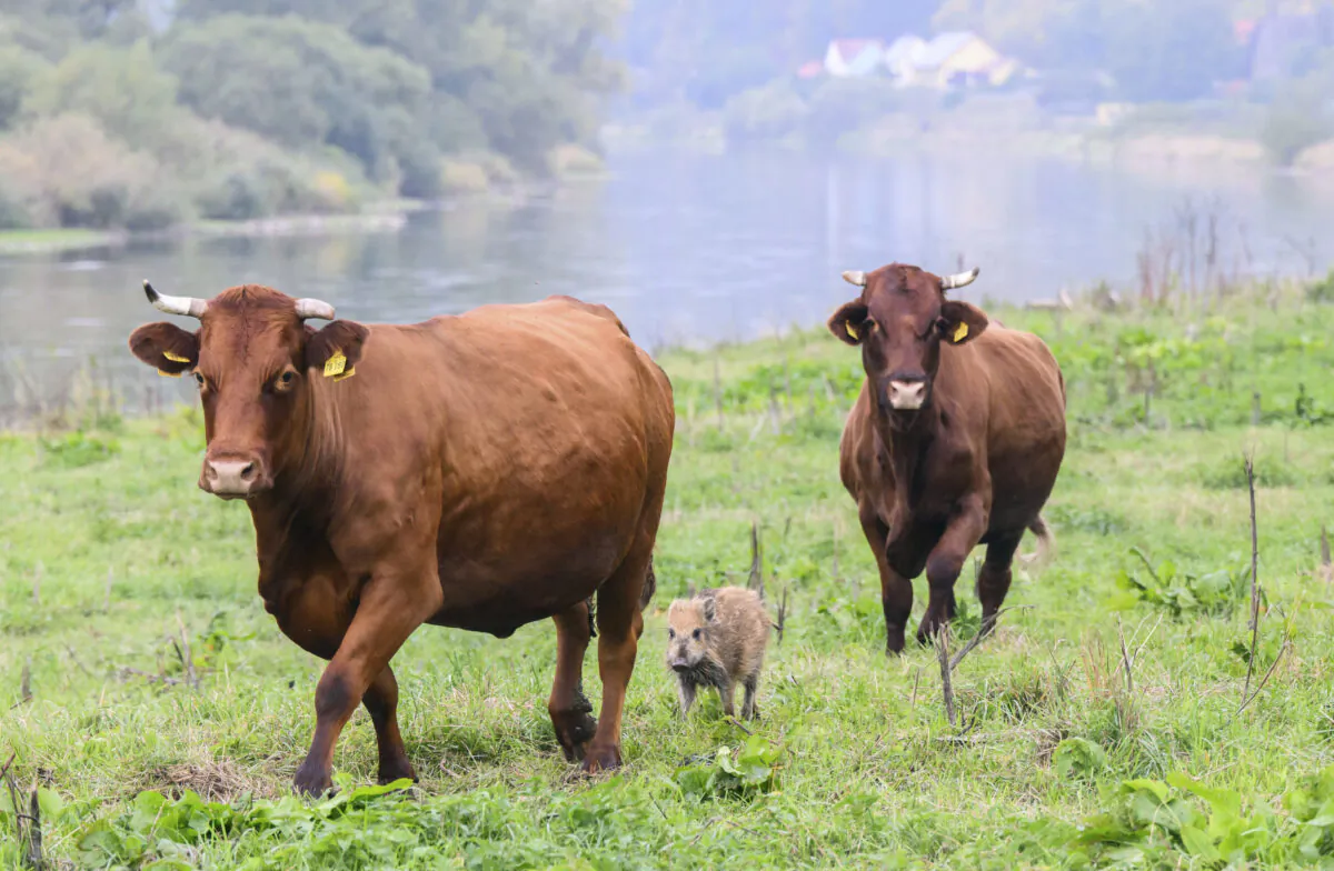 Wild boar "Frida" runs between two cows on a pasture near the river Weser in the district of Holzminden, Germany, on Sept. 29, 2022. (Julian Stratenschulte/dpa via AP)