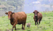 Herd the News? Wild Boar Piglet Adopted by Cows