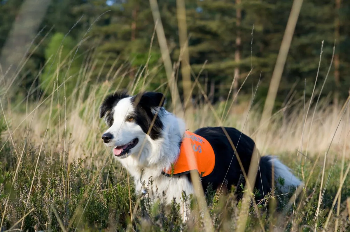 A search and rescue dog out in the woods working. (chrisbrignell/Shutterstock)