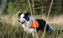 The Most Trainable Dog Breeds in The World