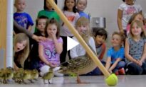 Mama Duck Leads New Ducklings Through School Hall as Preschoolers Gather to Watch Them