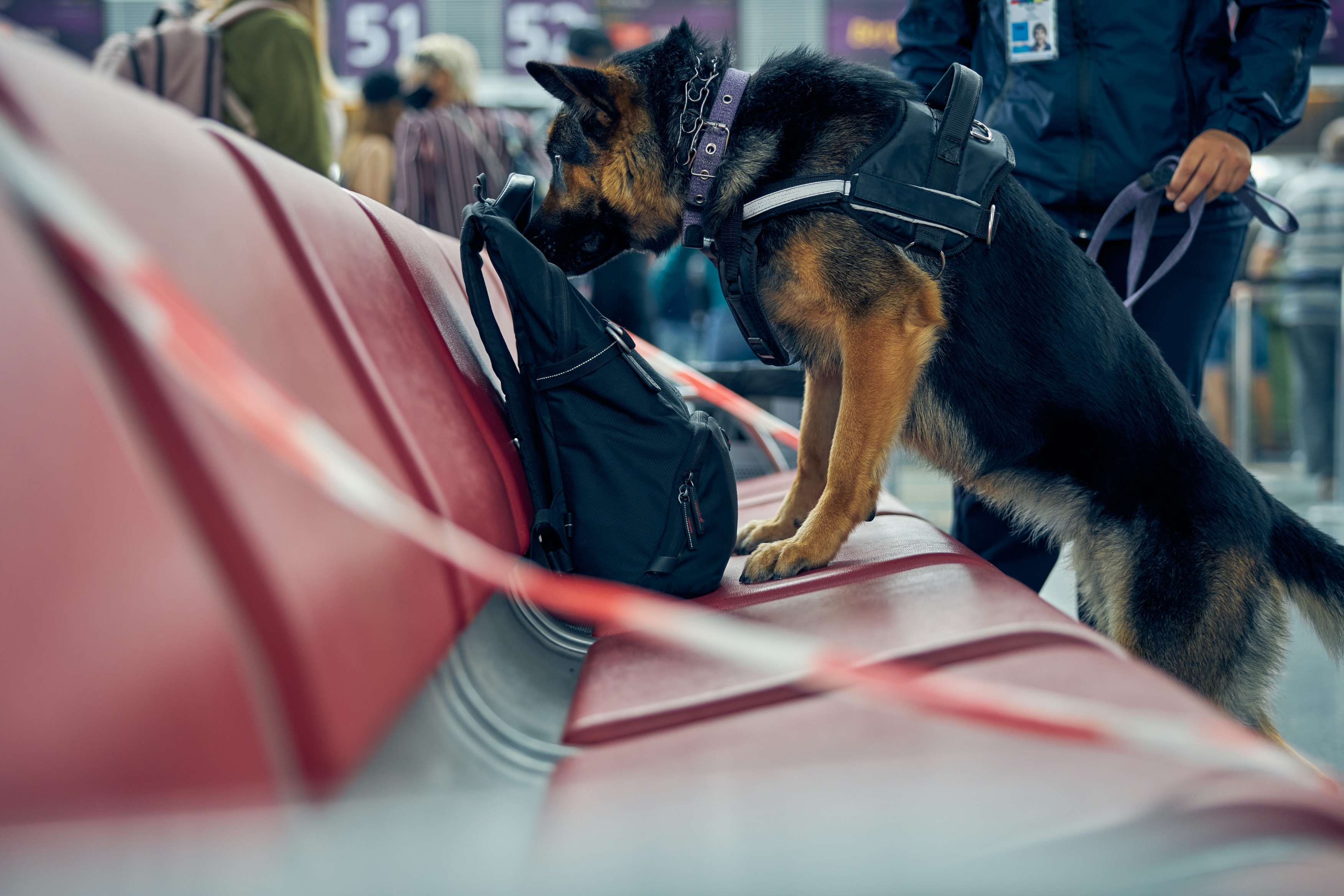 Security guard and German Shepherd dog inspecting passenger luggage at the airport