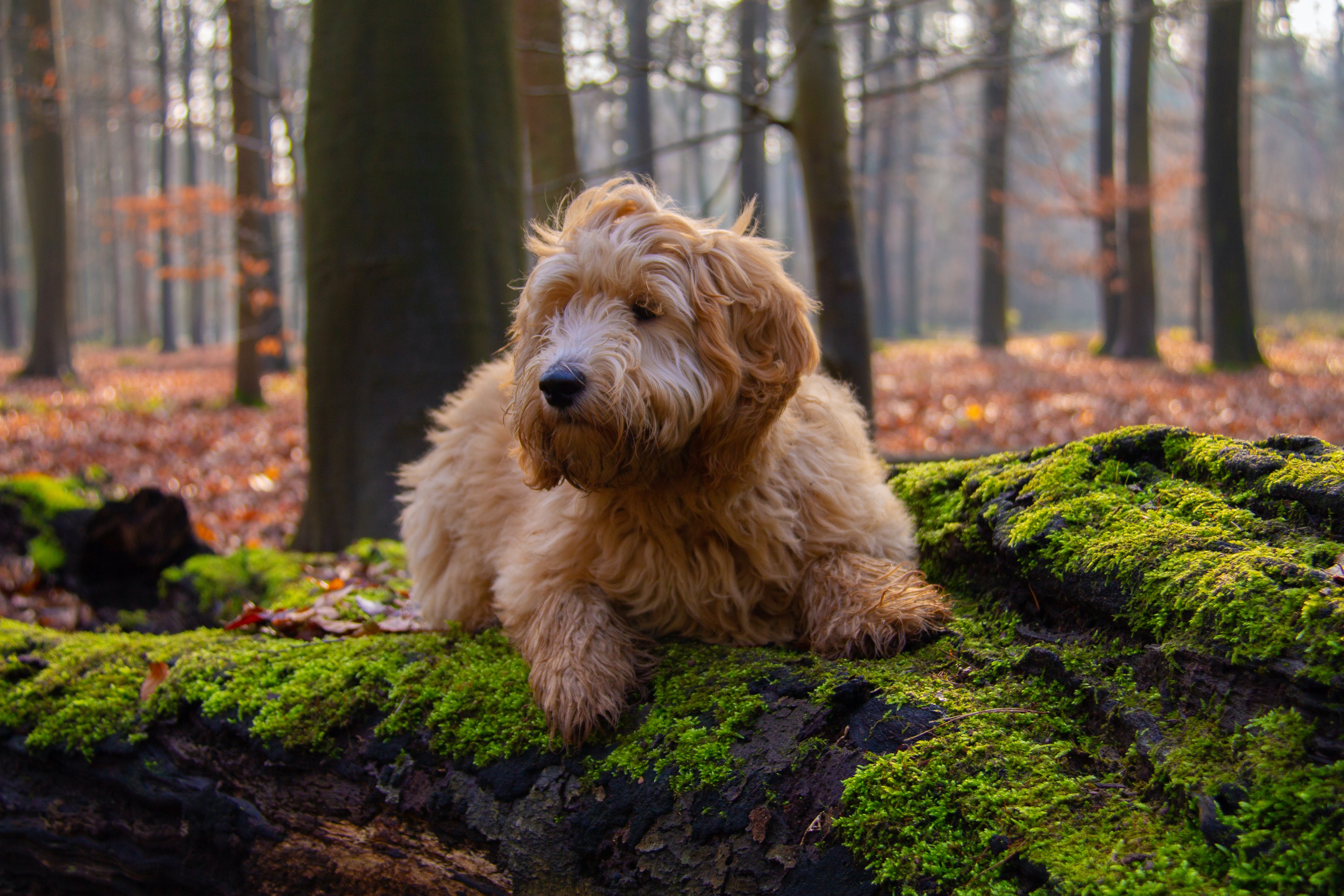 Goldendoodle on a branch in the forest