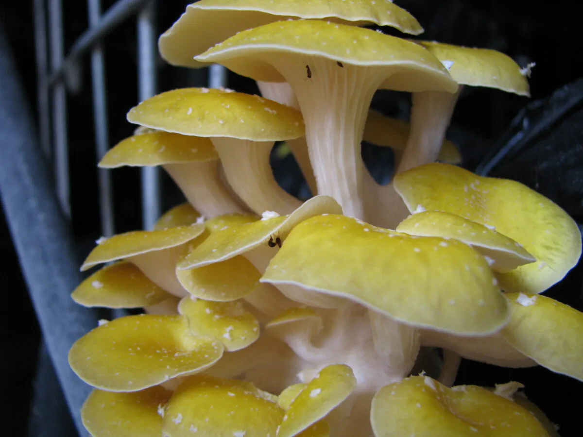 A cluster of yellow mushrooms. (Courtesy of Britt Bunyard)