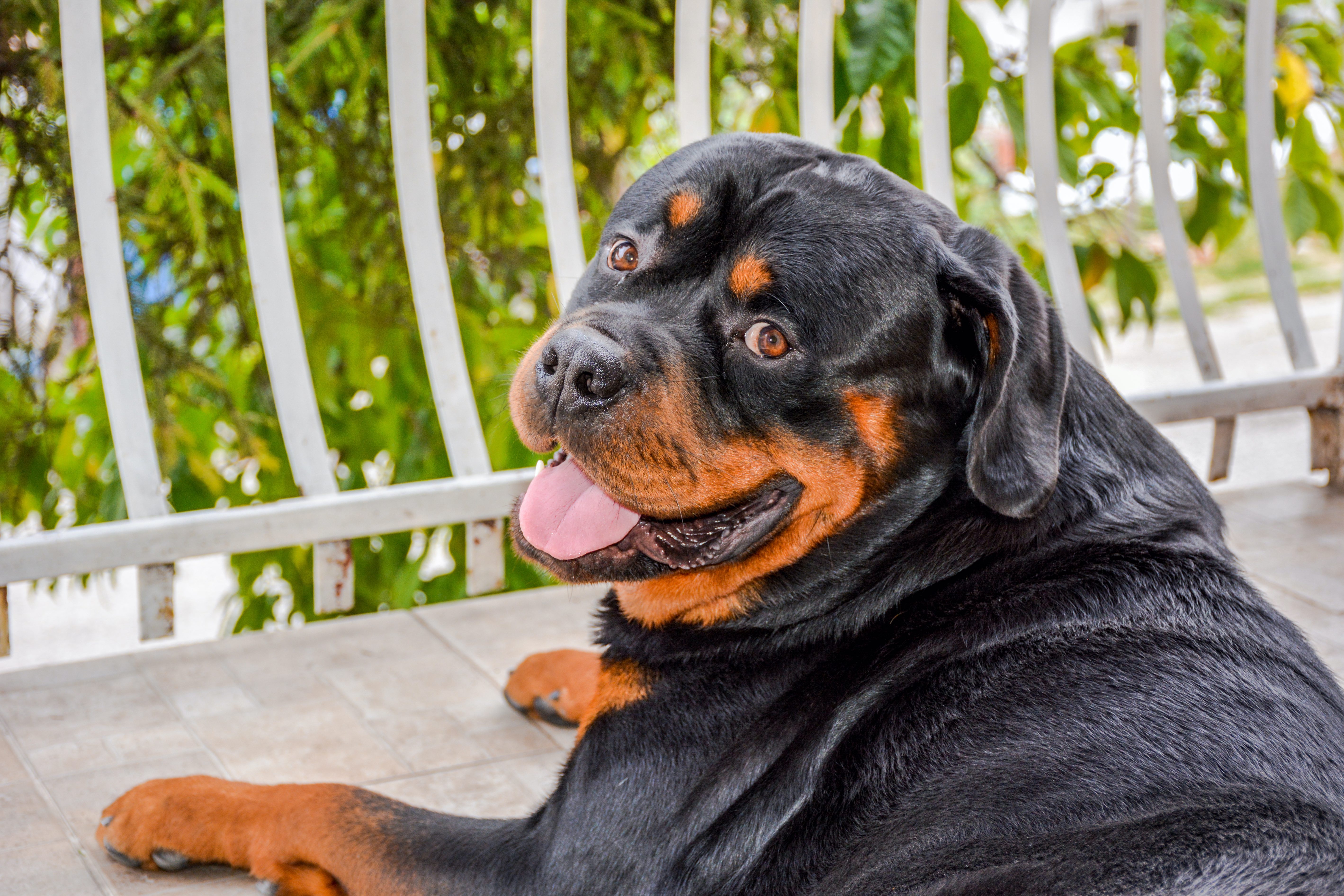 Rottweiler