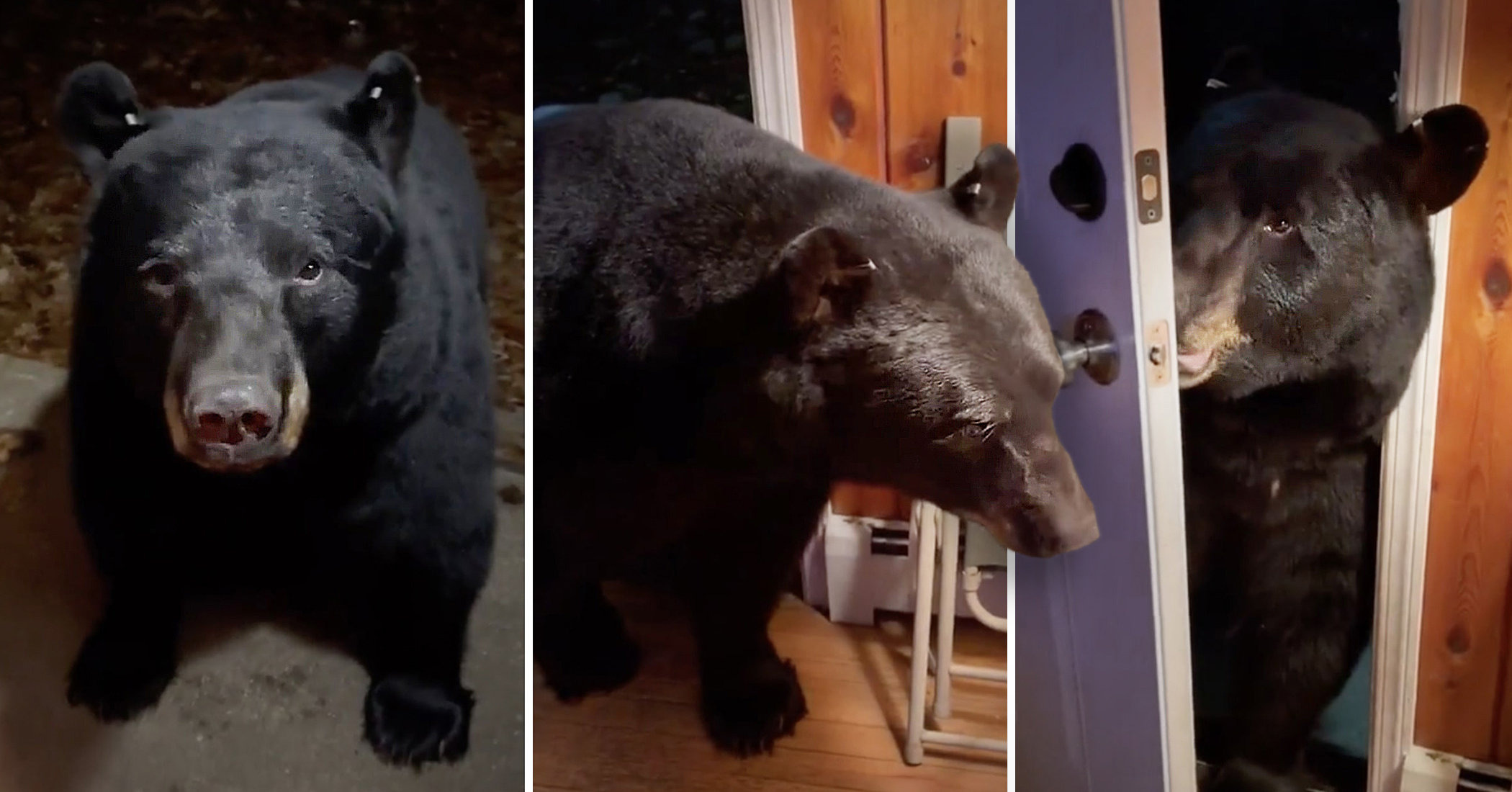 A New Jersey woman asks the intruder bear to shut her door, and the friendly beast does
