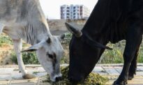Viral Disease Kills 100,000 Cows, Buffaloes in India