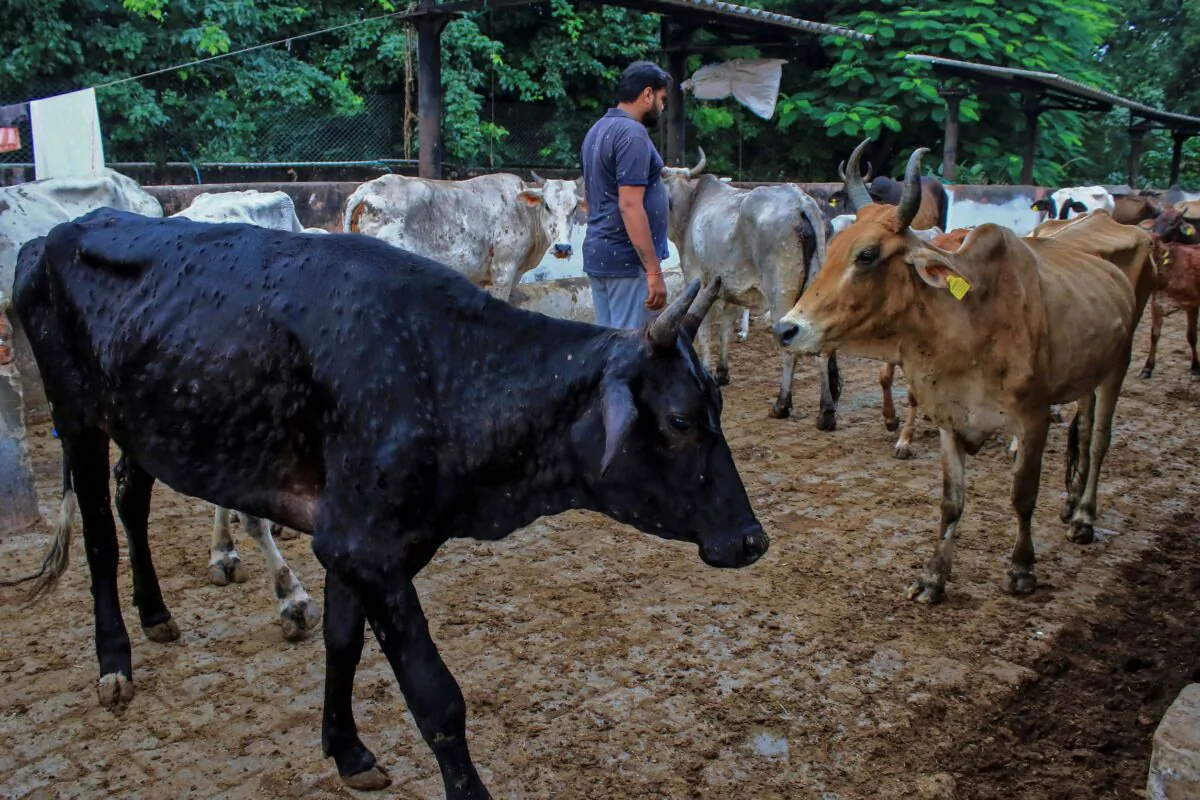 A man stands amid cows infected with lumpy skin disease at a cow shelter in Jaipur, Rajasthan state, India, on Sept. 21, 2022. (Vishal Bhatnagar/AP Photo)