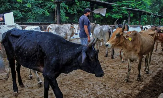 Virus Kills 100,000 Cattle in India, Threatens Livelihoods