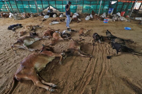 lumpy skin disease of cattle