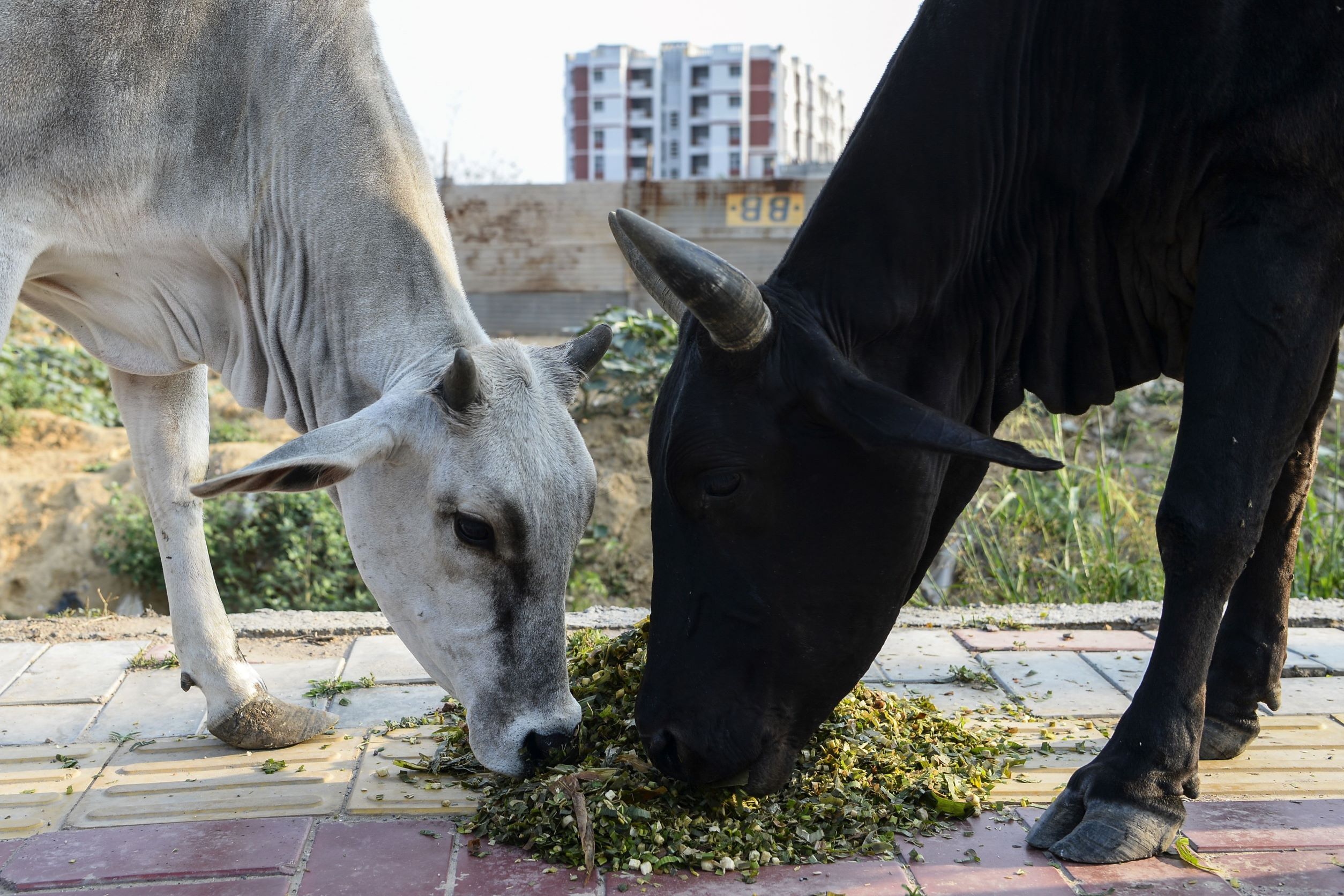 Viral Disease Kills 100,000 Cows, Buffaloes in India - Vimarsana News