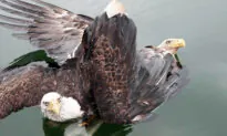 Couple Rescues Pair of Bald Eagles After Tangled ‘Death Spiral’ Into Maine River
