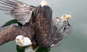 Couple Rescues Pair of Bald Eagles After Tangled ‘Death Spiral’ Into Maine River