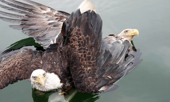 Couple Rescues Pair of Bald Eagles After Tangled 'Death Spiral' Into Maine River