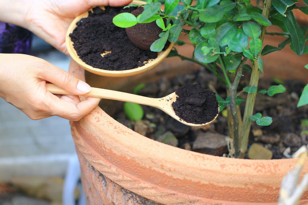 The adage, "waste not, want not" certainly applies to versatile spent coffee grounds. (Monthira/Shutterstock)