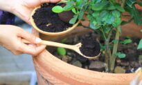 Clever Ways to Reuse Coffee Grounds