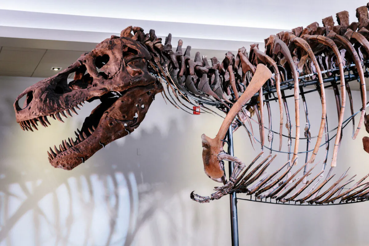 The mounted fossil of a Tyrannosaurus rex known as Sue at the Field Museum in Chicago in an undated photo. (Lucy Hewett, Field Museum/Handout via Reuters)