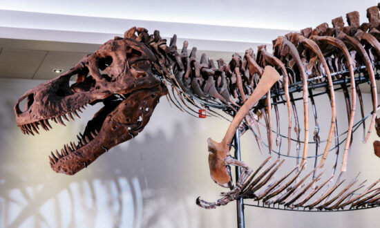 What Caused Holes in Sue the T. Rex’s Jawbone? Scientists Are Stumped