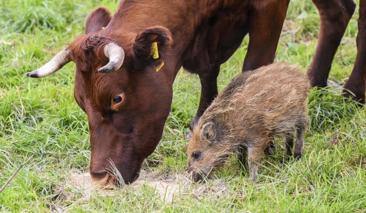 Wild boar "Frida" eats next to a cow