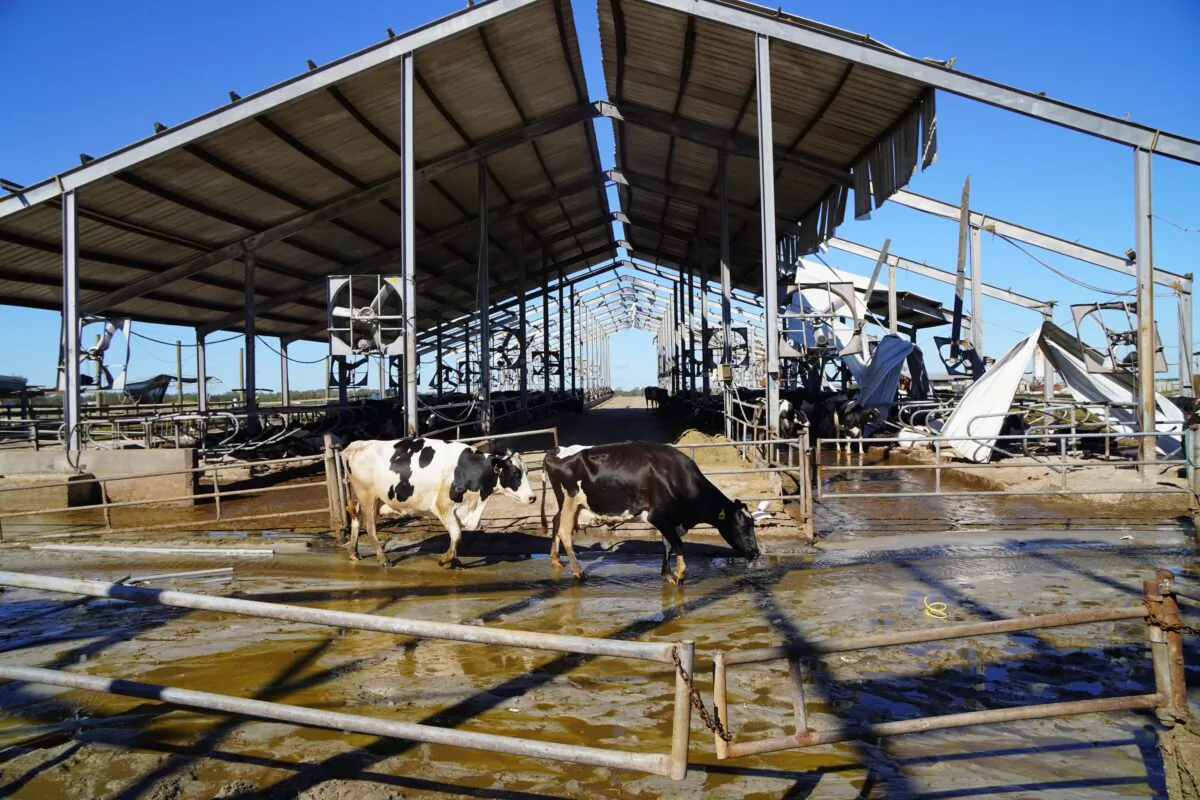 Holsteins lumber by a battered barn Oct. 2 at Dakin Dairy, where 250 cows have died since Hurricane Ian hammered the 1,200-acre farm in Myakka City, Fla., less than 50 miles south of Tampa, on Sept. 28.(John Haughey/The Epoch Times)