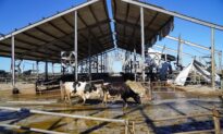 Hundreds of Florida Dairy Cows Perish in Ian’s Savage Wake