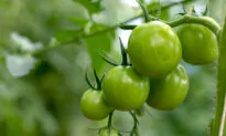 Adventures in Green Tomato Cookery