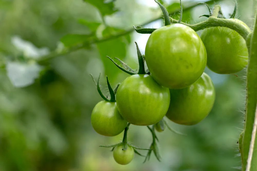 Tangy green tomatoes don't have to be limited to breaded and fried. (Valery Rybakow/Shutterstock)