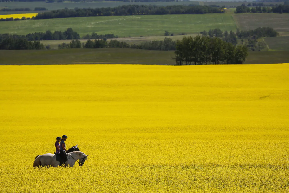 Riders pass through a canola field as they take an afternoon trail ride near Cremona, Alta., in a file photo. (The Canadian Press/Jeff McIntosh)