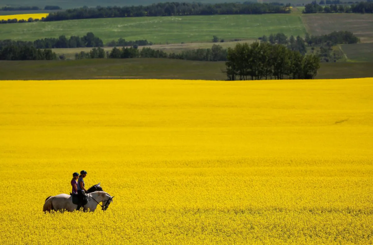 Riders pass through a canola field as they take an afternoon trail ride near Cremona, Alta., in a file photo. (The Canadian Press/Jeff McIntosh)