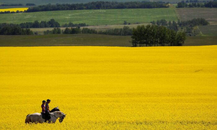 Riders pass through a canola field as they take an afternoon trail ride near Cremona, Alta., in a file photo. (The Canadian Press/Jeff McIntosh)