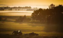 Alberta NDP Leader Would Consider Resurrecting Controversial Legislation to Regulate Farms