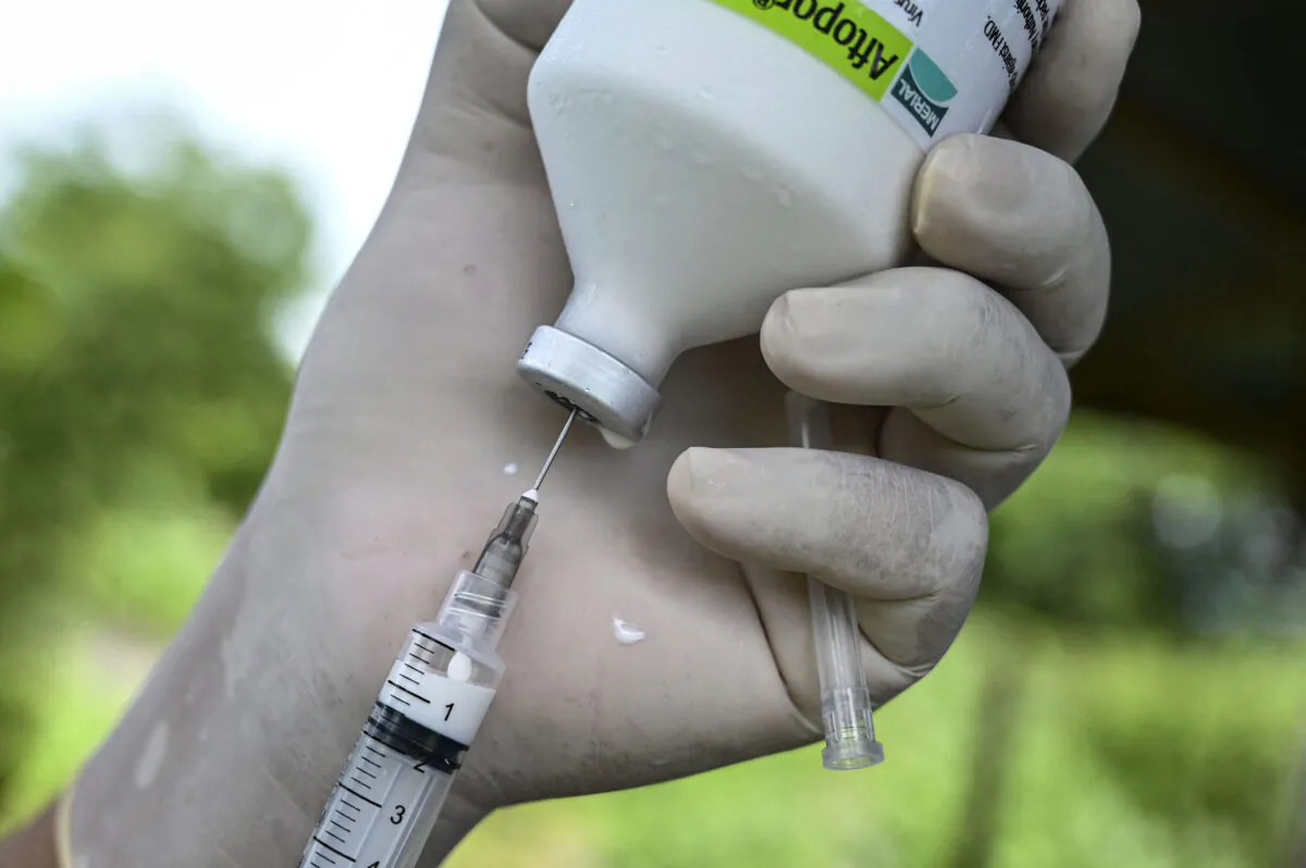 A US company is creating the world's first mRNA vaccine for foot-and-mouth disease in Australia. (Chaideer Mahyuddin/ Getty Images)