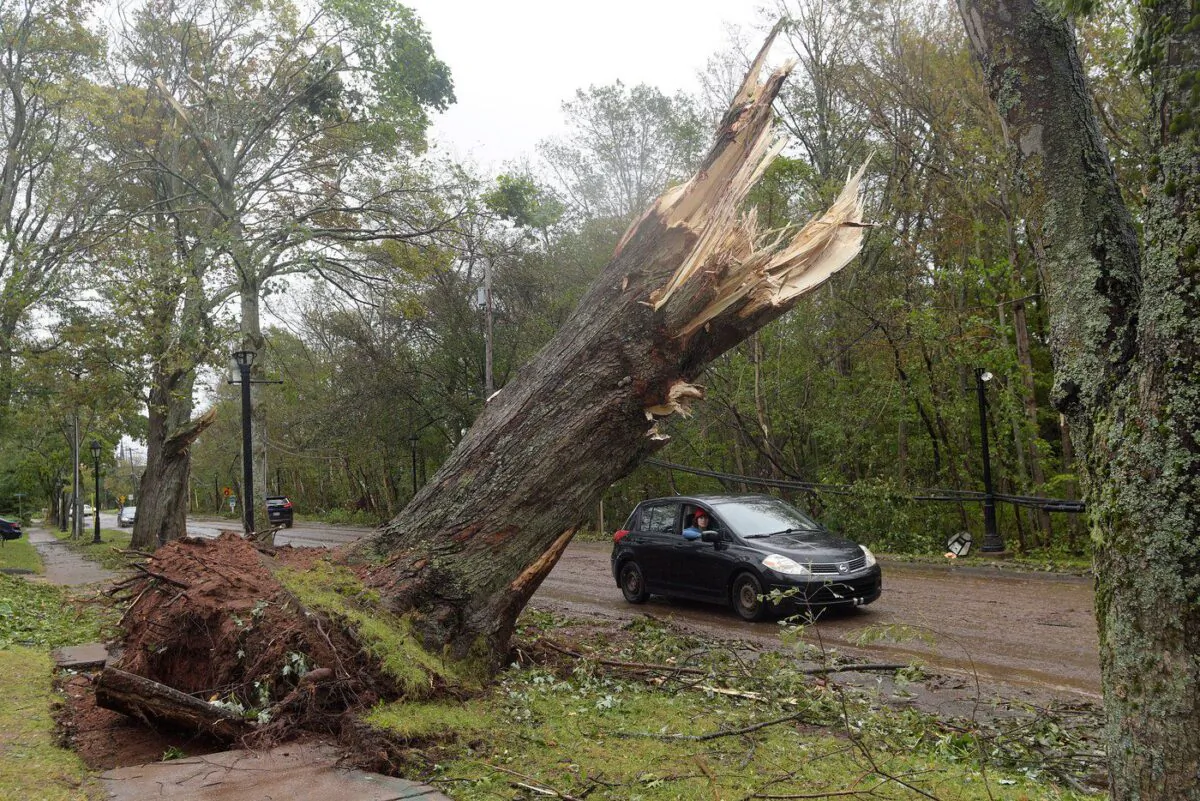 A driver cruises past a large tree which was snapped in half during post-tropical storm Fiona, in Charlottetown, Sept. 26, 2022. (The Canadian Press/Brian McInnis)