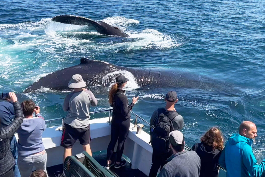 PHOTOS: 3 Curious Whales Come to Say Hello to Boaters—‘They Stayed for ...