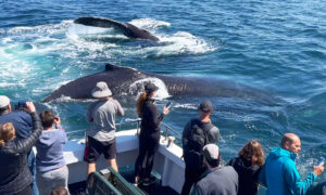 PHOTOS: 3 Curious Whales Come to Say Hello to Boaters—‘They Stayed for Half an Hour’