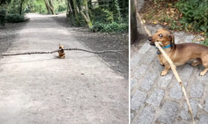 VIDEO: Tiny Dachshund Loves Carrying Ridiculously Huge Sticks in His Mouth, Goes Viral on Own Instagram